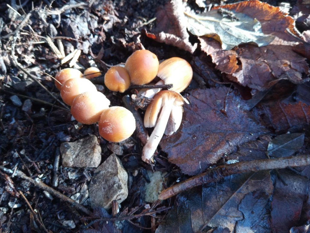 coprinus micaceo