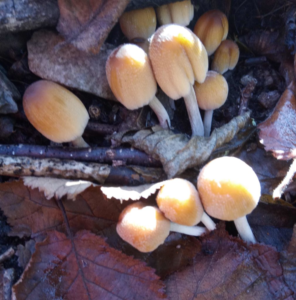 coprinus  micaceo