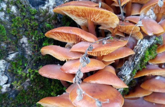 FLAMMULINA VELUTIPES