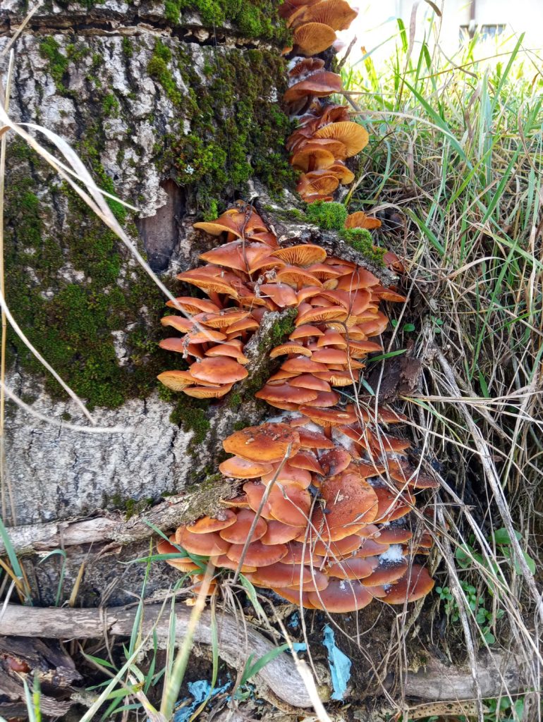 flamulina velutipes fungo invernale nella foto con rugiada