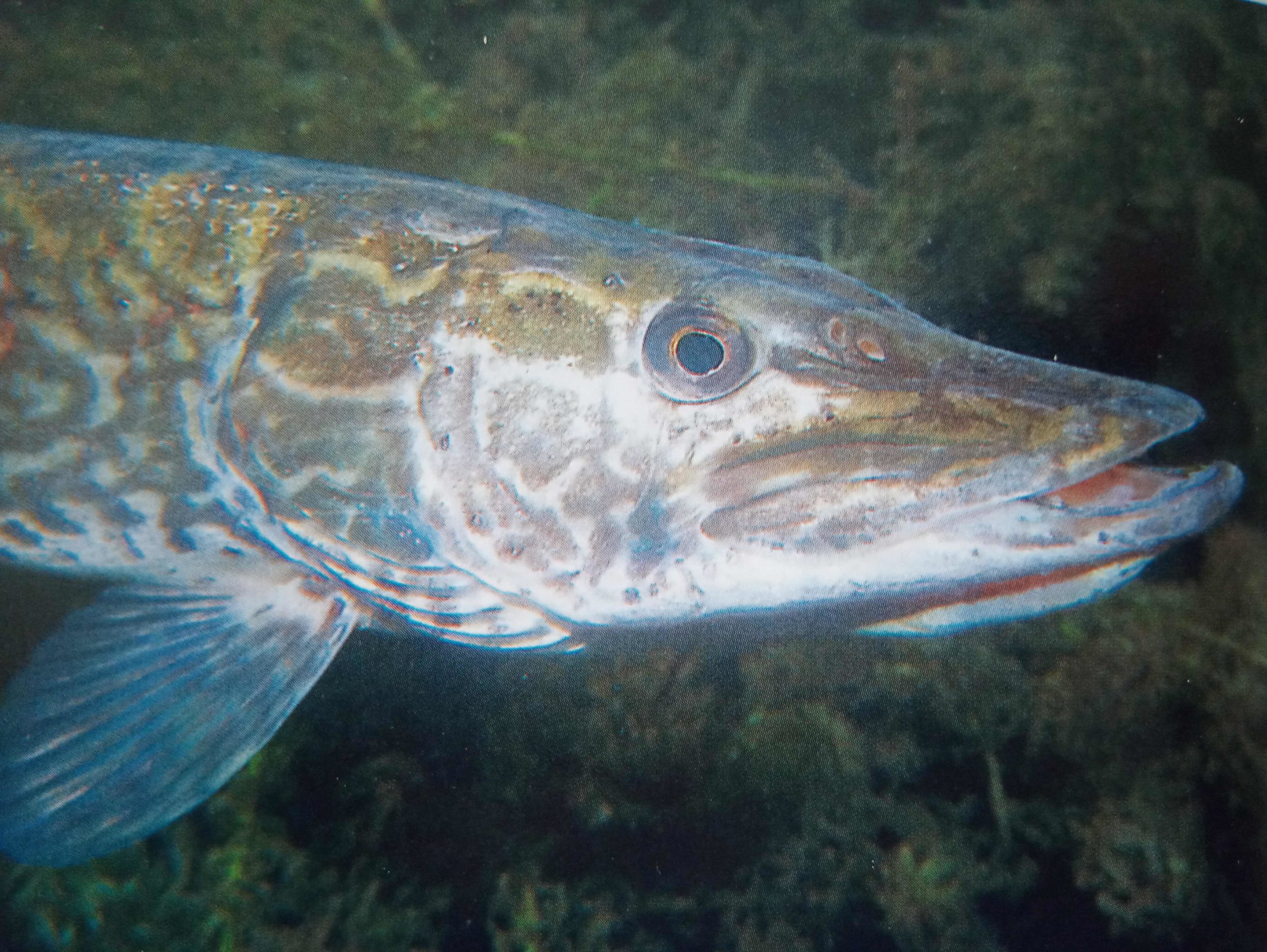 luccio