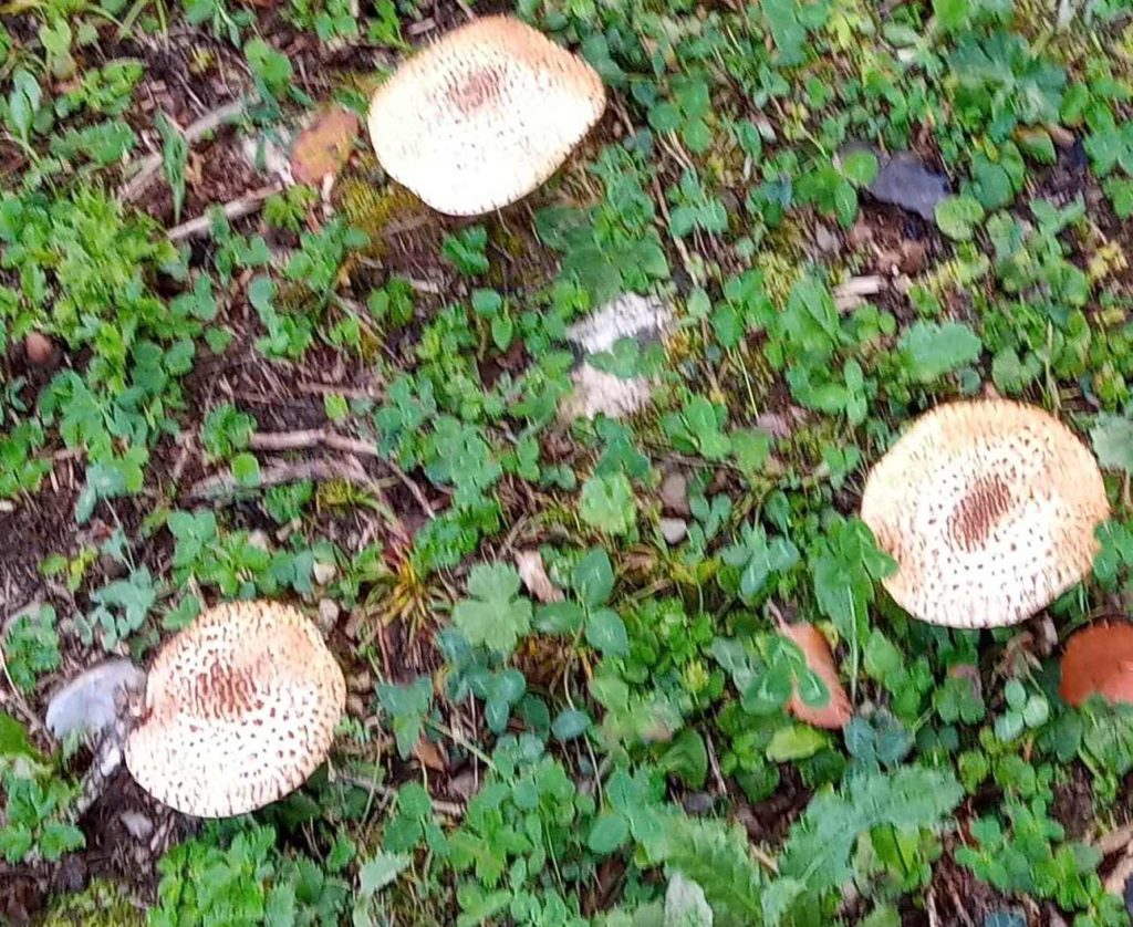 lepiota acutesquamosa