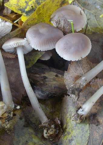 MYCENA PURA FUNGO DALLA CARATTERISTICA TRASPARENZA