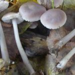 MYCENA PURA