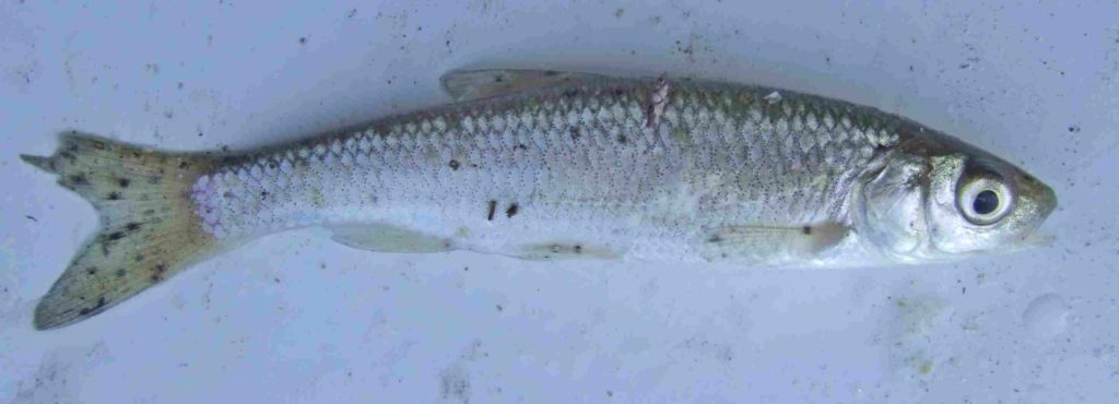 alborella