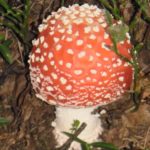 amanita-muscaria