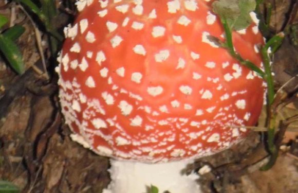 AMANITA MUSCARIA