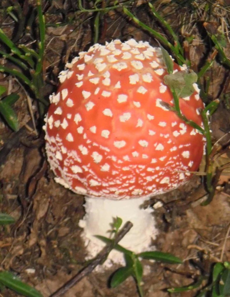 amanita-muscaria