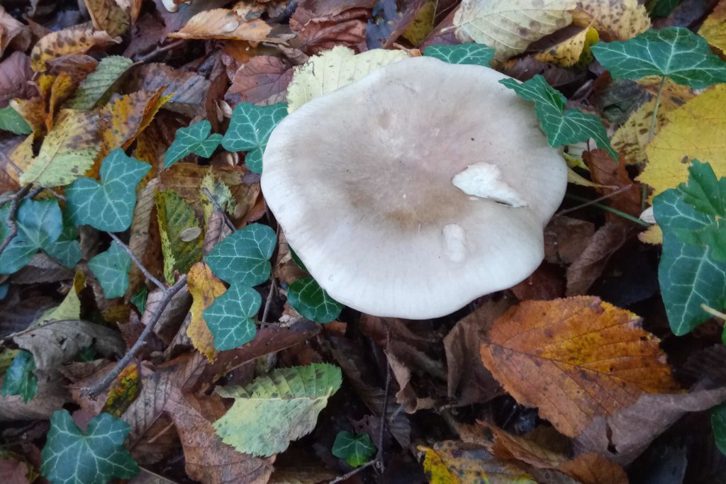 ampulloclitocybe clavipes