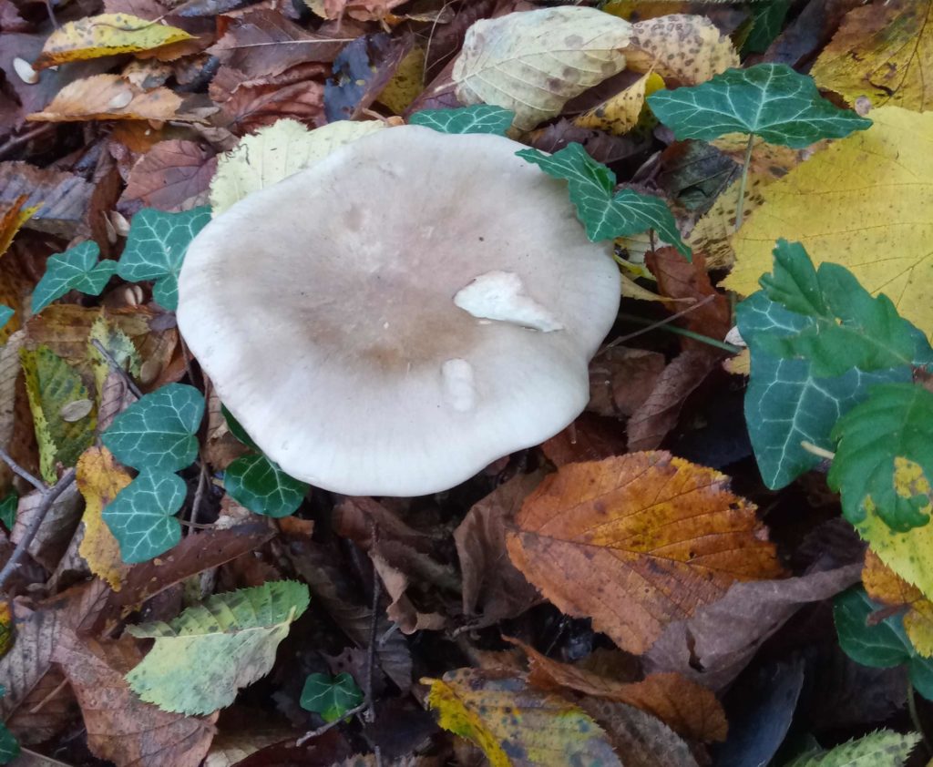 ampulloclitocybe clavipes 