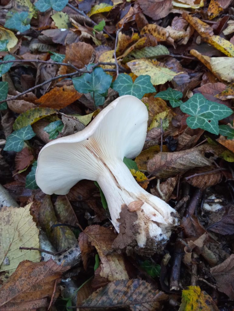 ampulloclitocybe clavipes 