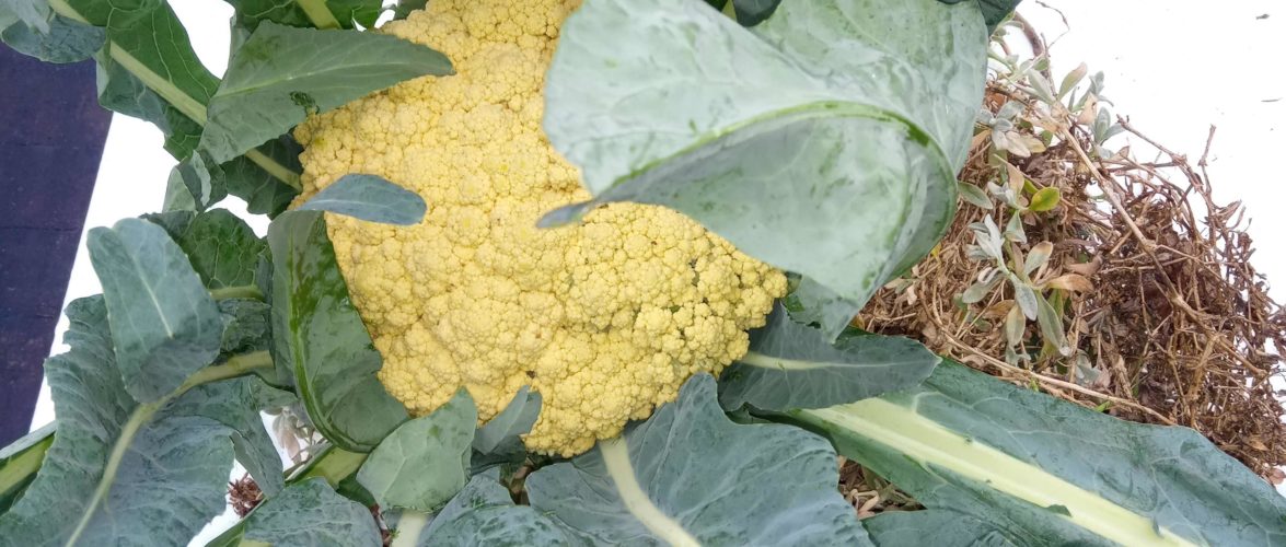 BROCCOLO DI TORBOLE