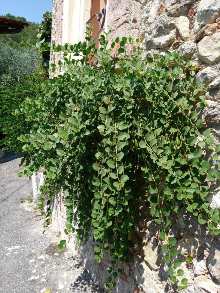 capperi del Lago di Garda