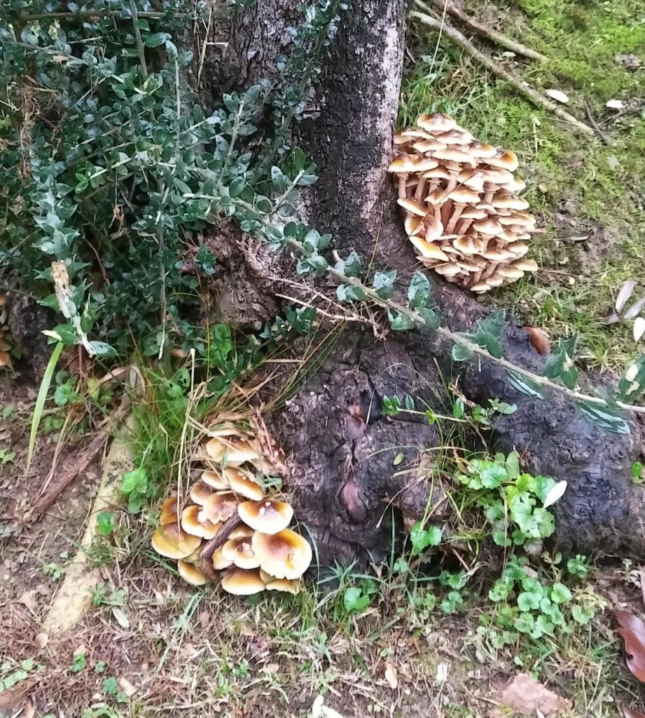 chiodini funghi parassiti