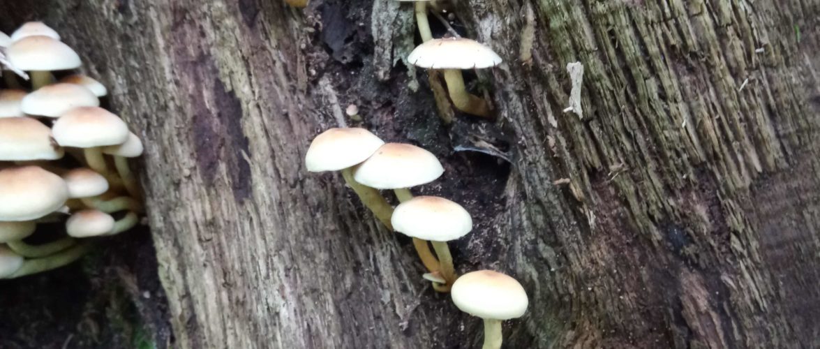 HYPHOLOMA FASCICULARE