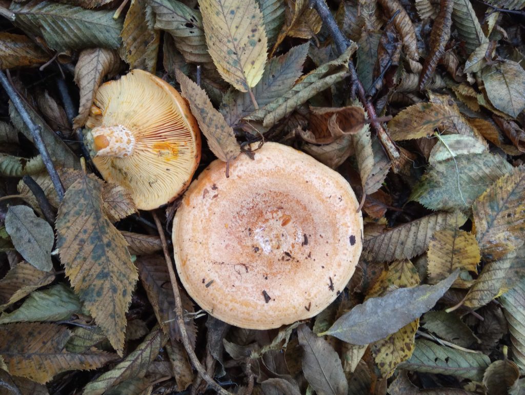 lactarius deliciosus