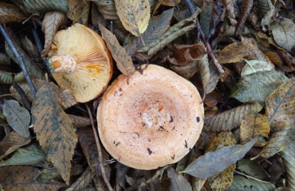 LACTARIUS DELICIOSUS