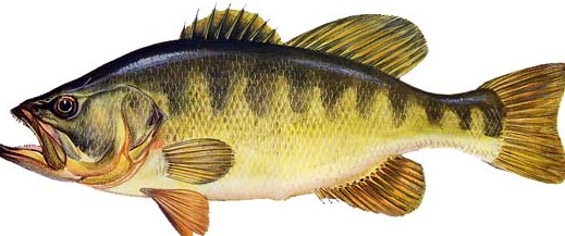 persico trota o black bass