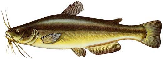pescegatto