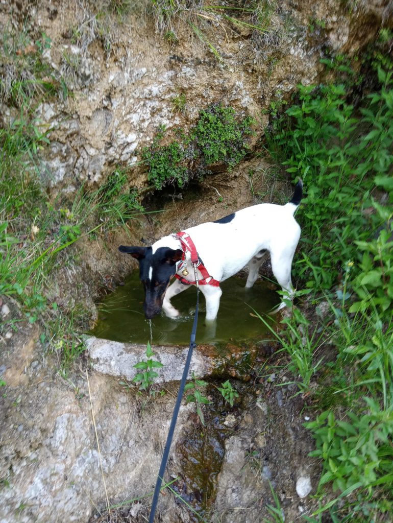 i fontanili  pozze d'acqua sorgiva di ristoro per uomini ed animali