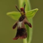 ophris insectifera