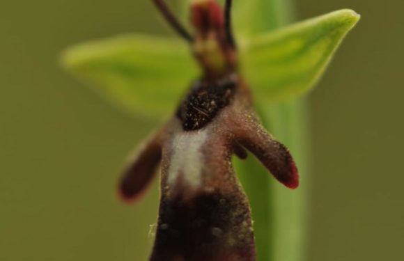 orchidee del lago di Garda