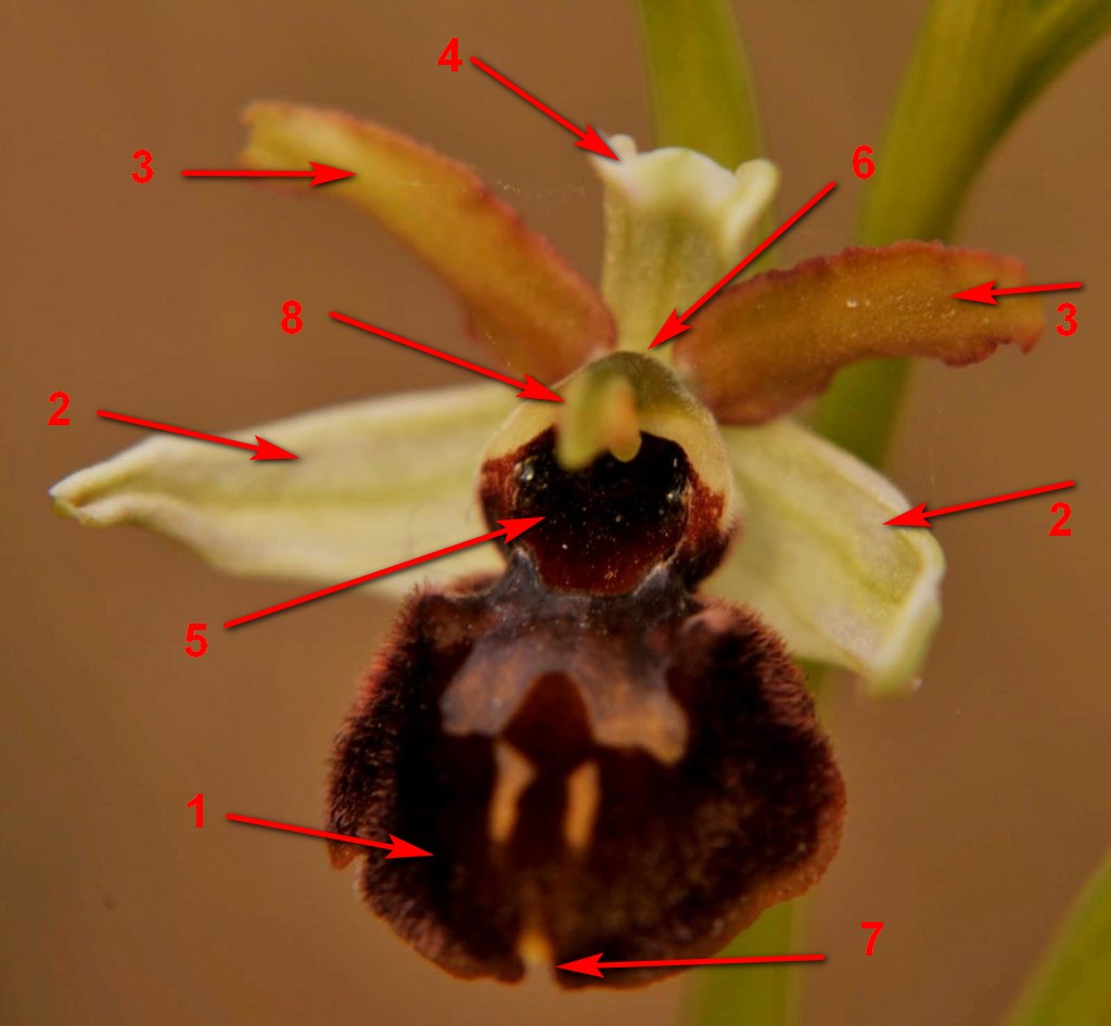 anatomia di orchidea ophris