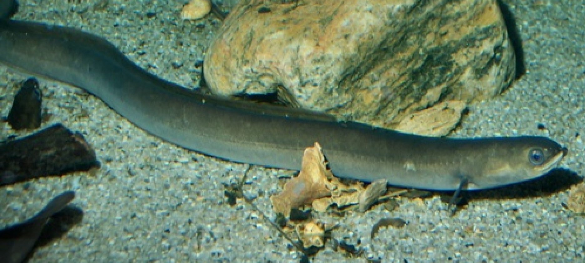 anguilla