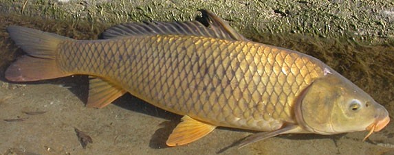 carpa