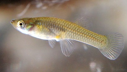gambusia