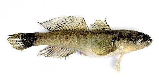 ghiozzo