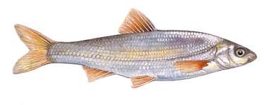 lasca