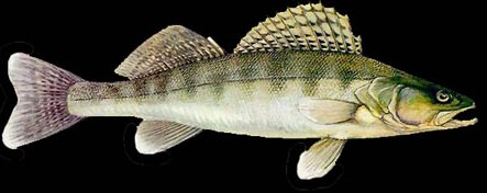 luccioperca