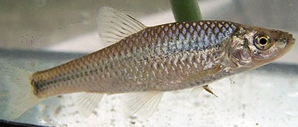 Pseudorasbora