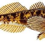 cottus gobio