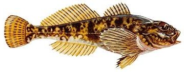 cottus gobio   scazzone