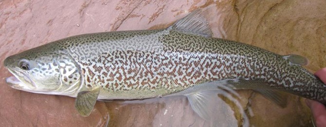 trota marmorata