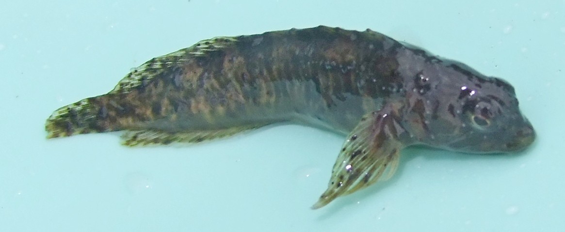 cagnetta
