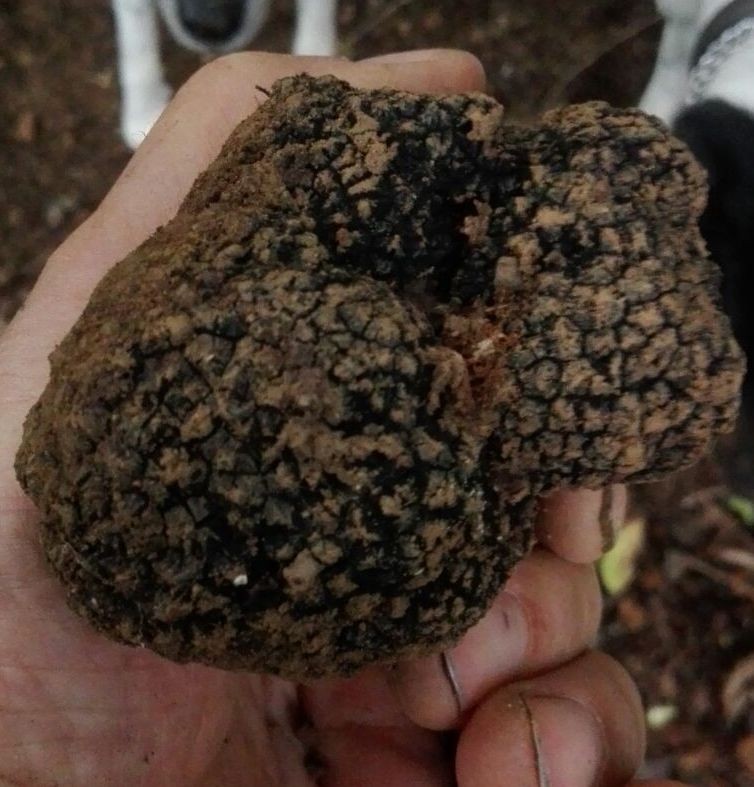 tartufo nero aestivum