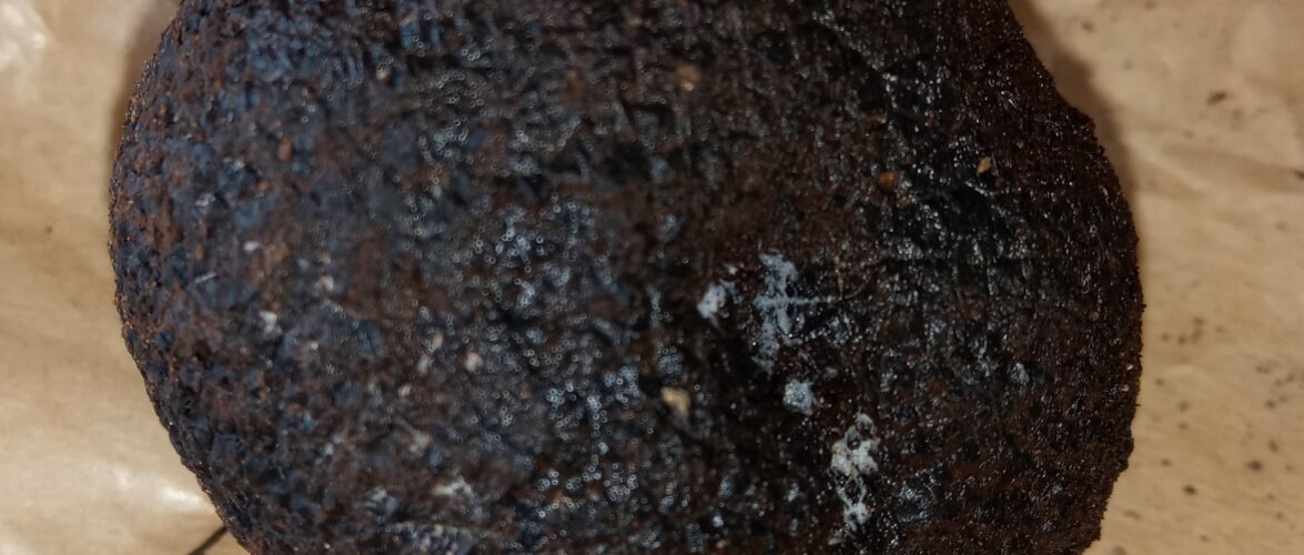 tuber macrosporum tartufo nero liscio