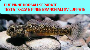 caratteri distintivi del GHIOZZO