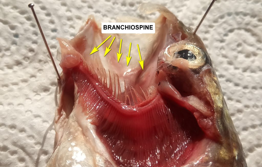 BRANCHIOSPINE DEL COREGONE