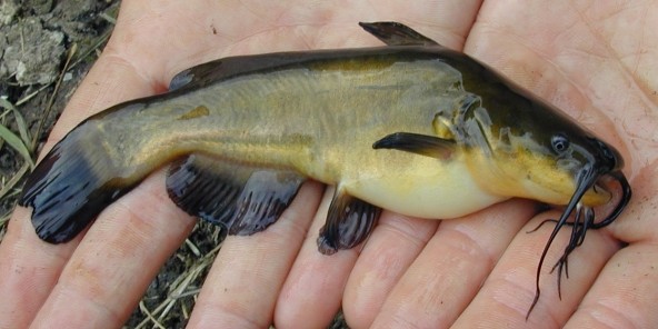 pesce gatto