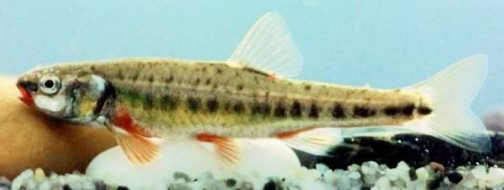 sanguinerola