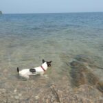 spiagge per cani