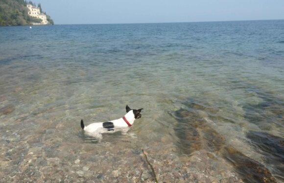 SPIAGGE PER CANI DOG BEACH LAGO DI GARDA