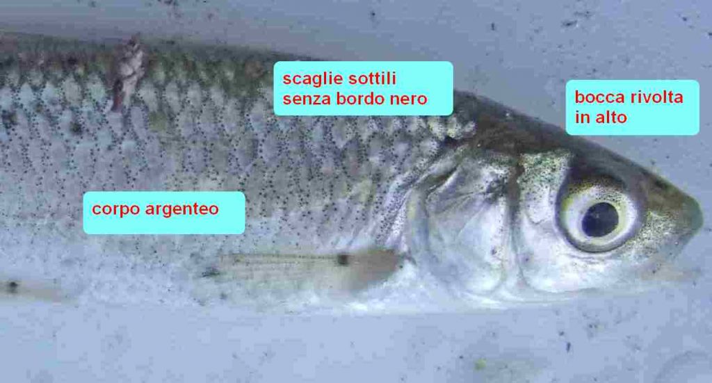 caratteristiche distintive della alborella