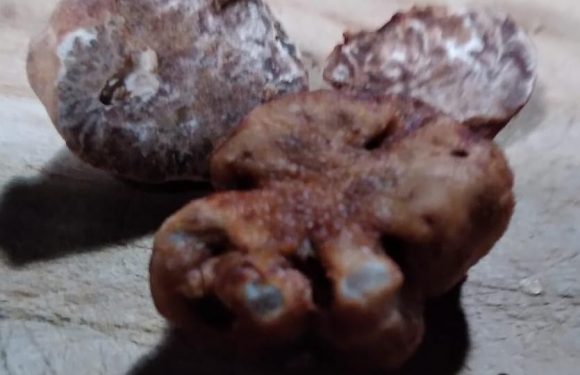 Tartufo Marzuolo o Bianchetto Tuber Borchii Vittadini