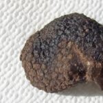 tuber uncinatum