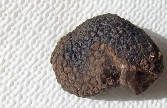 TARTUFO UNCINATO (Tuber aestivum Vitt. forma uncinatum Montecchi)